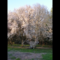 Magnolia Kobus (fam Magnoliacees) (Japon) (01)